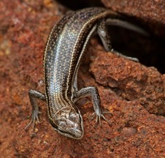 Trachylepis laevigata