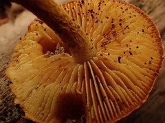 Gymnopilus picreus
