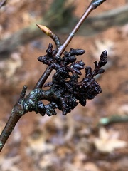 Eriophyes betulae