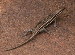 Trachylepis laevigata