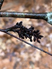 Eriophyes betulae