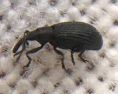 Stenopterapion tenue