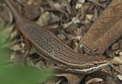 Trachylepis laevigata