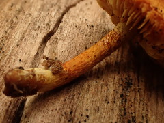 Gymnopilus picreus