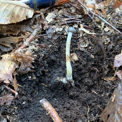 Tolypocladium rouxii