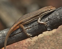 Trachylepis laevigata
