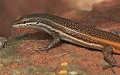 Trachylepis laevigata