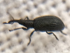 Stenopterapion tenue