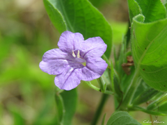 Ruellia paniculata
