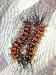 Cerodirphia speciosa