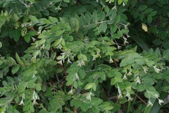 Englerodaphne ovalifolia