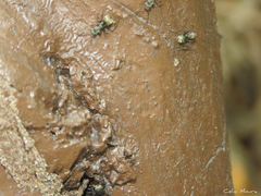 Camponotus arboreus
