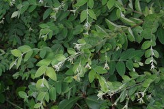 Englerodaphne ovalifolia