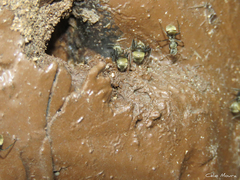 Camponotus arboreus