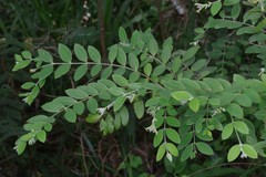 Englerodaphne ovalifolia
