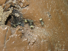 Camponotus arboreus