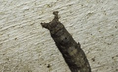 Lepidoptera