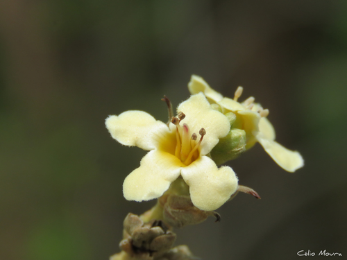 black mangrove