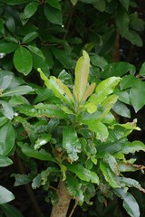 Protorhus longifolia