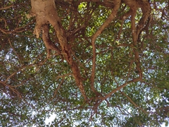 Ficus