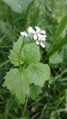 Alliaria petiolata