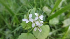 Alliaria petiolata