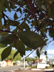 Ficus