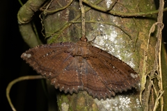 Lepidoptera