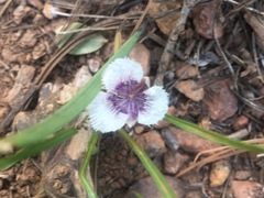 Calochortus elegans
