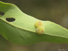 Cecidomyia avicenniae