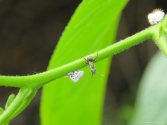 Camponotus arboreus