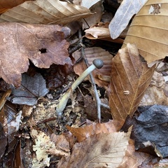 Tolypocladium rouxii