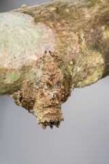 Caerostris sexcuspidata