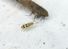 Entomobrya corticalis