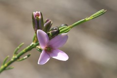 Cyanothamnus subsessilis