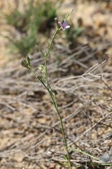 Cyanothamnus subsessilis