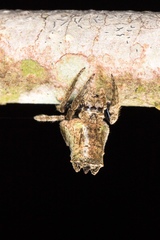 Caerostris sexcuspidata