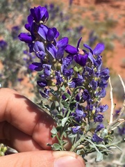 Psorothamnus arborescens