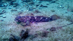 Toad Goby photo 3