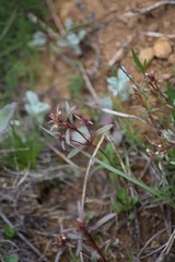 Collomia tinctoria