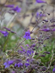 Penstemon laetus sagittatus