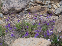 Penstemon laetus sagittatus