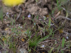 Allophyllum capillare
