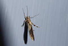 Stathmopoda plumbiflua