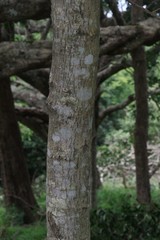 Chionanthus foveolatus