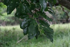 Chionanthus foveolatus