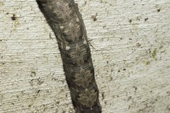 Lepidoptera
