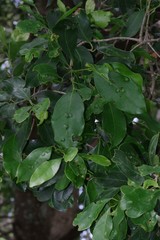 Chionanthus foveolatus