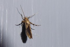 Stathmopoda plumbiflua
