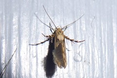 Stathmopoda plumbiflua